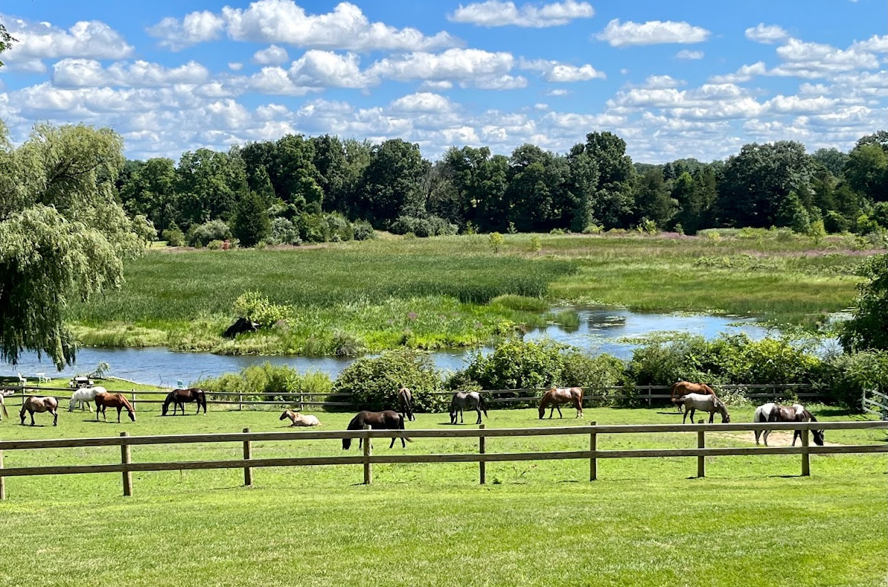 horses at riverside